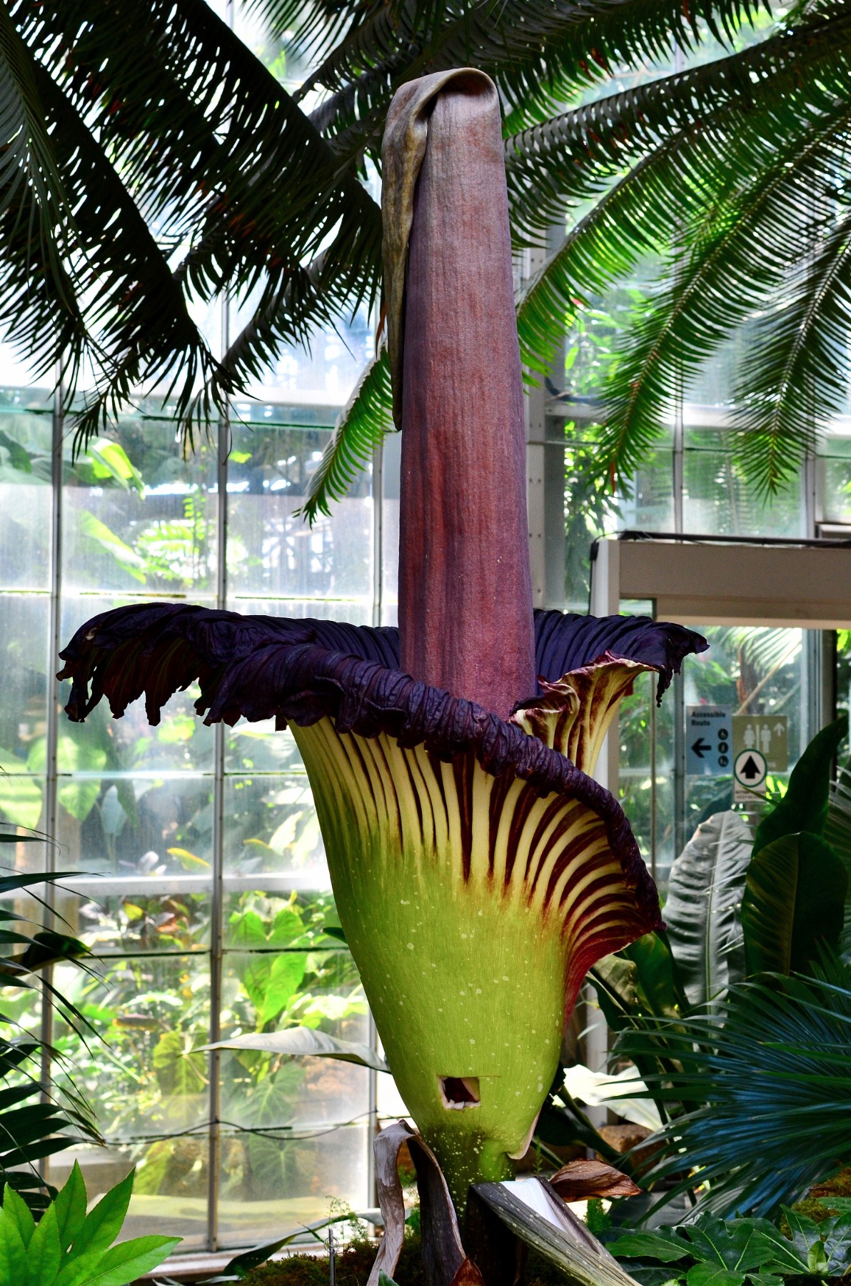 Corpse Flowers